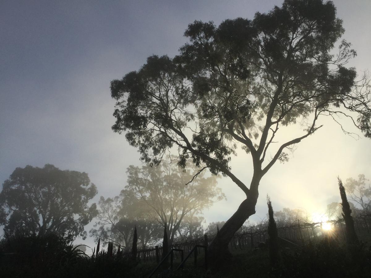 Bed and Breakfast Barossa White House The West Wing Angaston Екстер'єр фото